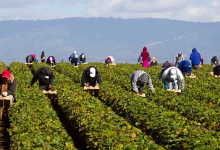 “Farmworkers during harvest season in rural Canada — illustrating the role of temporary foreign workers in agriculture.”