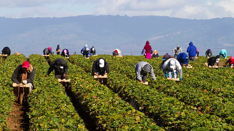 “Farmworkers during harvest season in rural Canada — illustrating the role of temporary foreign workers in agriculture.”